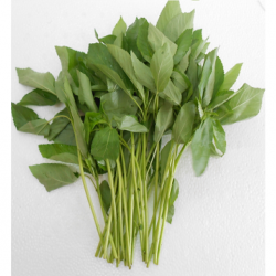 Rau đay