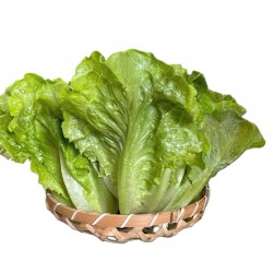 レタスRomaine (200g)