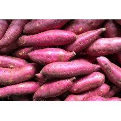 KHOAI LANG NHẬT (500G)