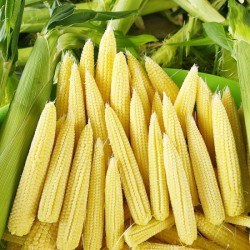 Baby corn 150g